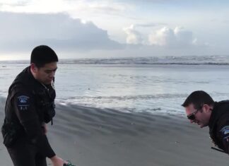 a Seal rescued at Ocean Shores a Seal rescued at Ocean Shores