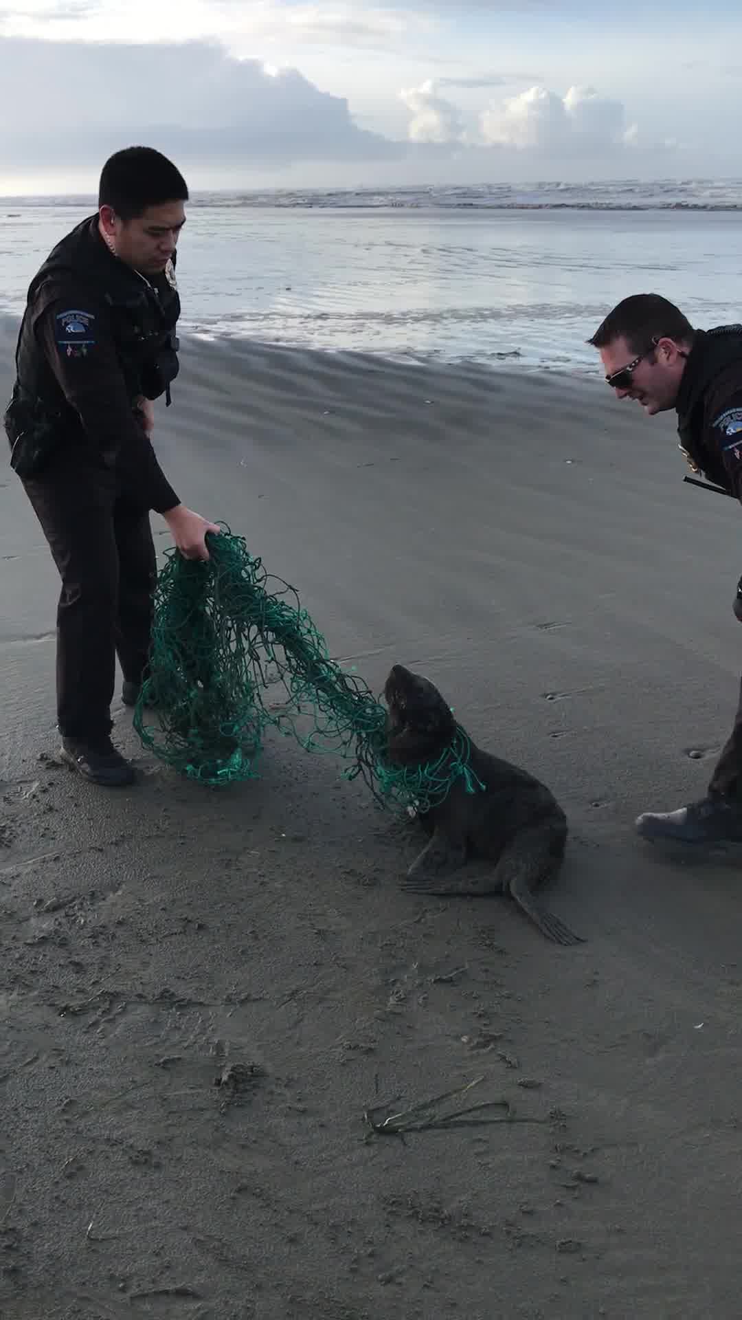 A Seal Rescued At Ocean Shores 1