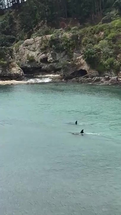 Desprezados Pelas Orcas! (E Não Por Tubarões, Como Dito Antes) 1 Desprezados Pelas Orcas! (E Não Por Tubarões, Como Dito Antes) 1