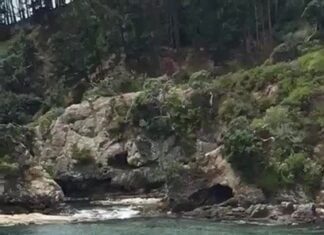 Desprezados pelas orcas!
 (E não por tubarões, como dito antes)
