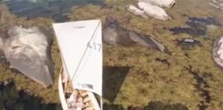 Que velejadinha especial!
