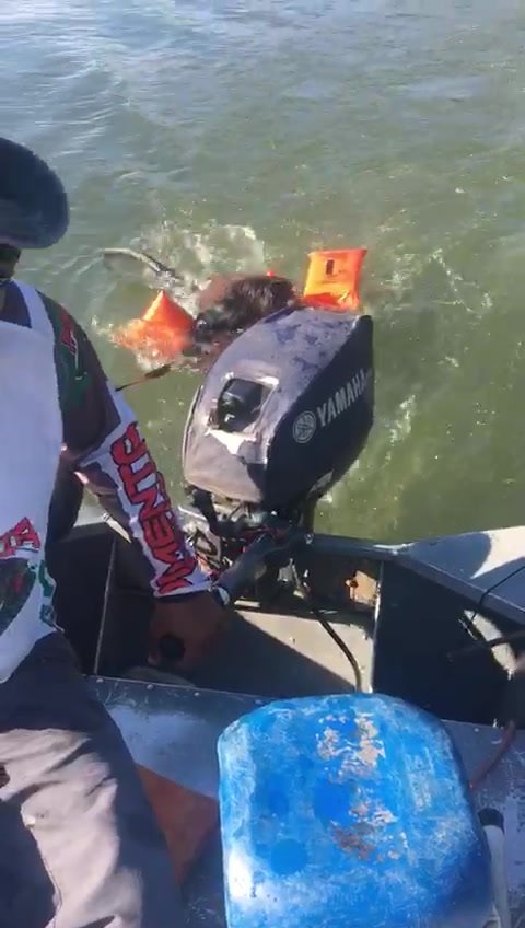 Um Macaco Macho Da Espécie Bugio Foi Salvo Por Pescadores Em Um Barco No Rio Tel... 1