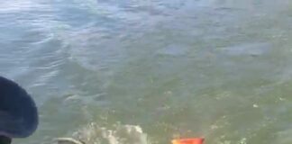 Um macaco macho da espécie Bugio foi salvo por pescadores em um barco no Rio Tel...