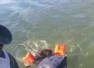 Um macaco macho da espécie Bugio foi salvo por pescadores em um barco no Rio Tel… Um macaco macho da espécie Bugio foi salvo por pescadores em um barco no Rio Tel...