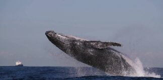 a One very active whale...