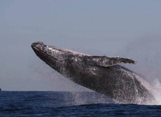 a One very active whale...