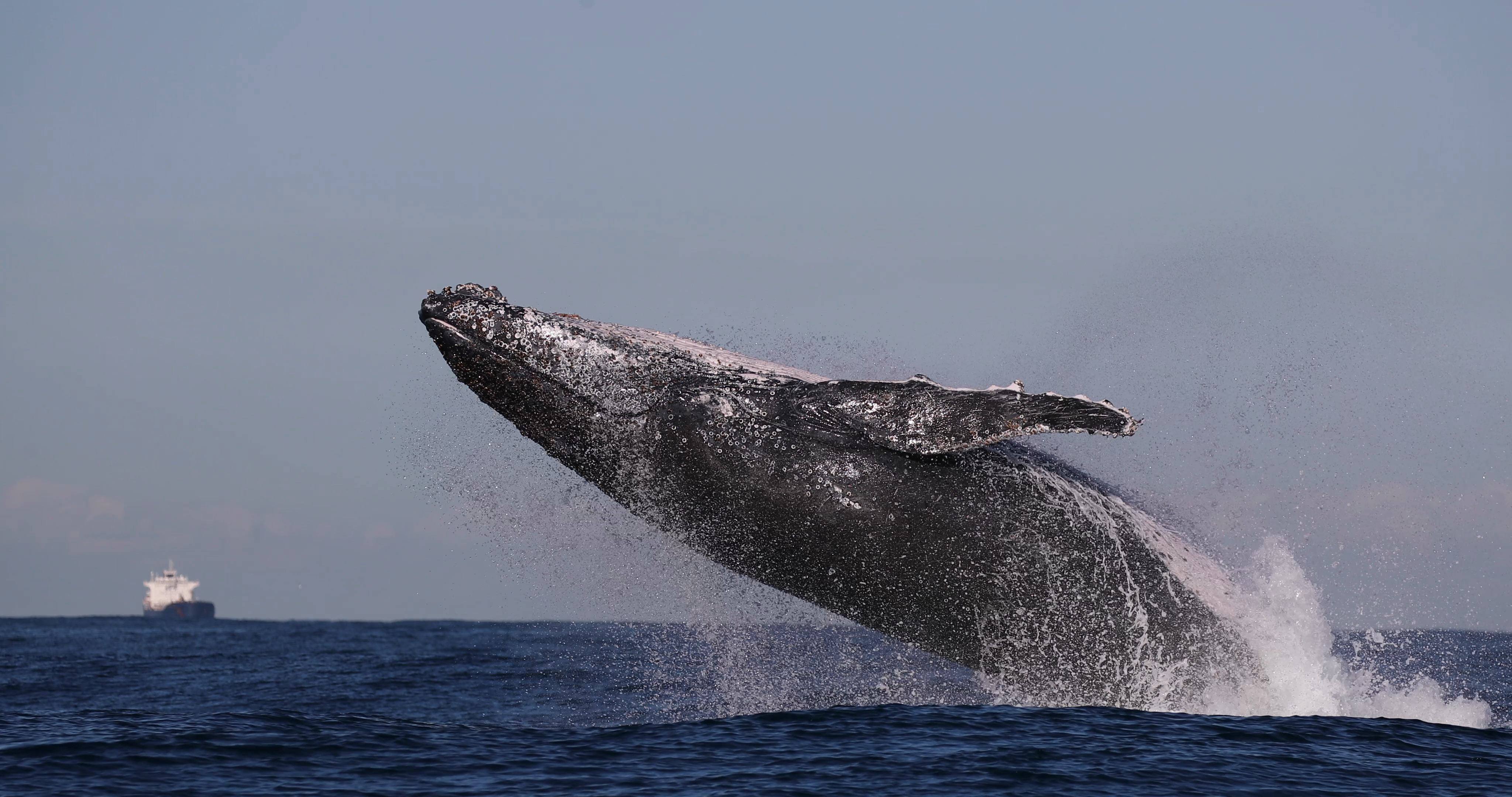 A One Very Active Whale... 1