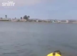 a Otter Gets On Kayak a Otter Gets On Kayak