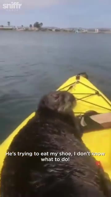 A Otter Gets On Kayak 1