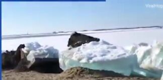 Tsunami de gelo na Russia
 (e no estado de Nova York também - veja no comentario...