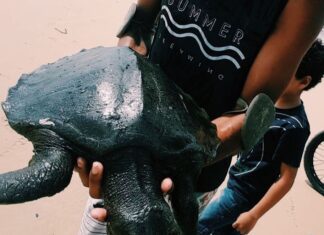 Manchas de óleo atingem 99 locais no litoral do Nordeste e origem é petróleo que não é do Brasil, diz Ibama Manchas de óleo atingem 99 locais no litoral do Nordeste e origem é petróleo que não é do Brasil, diz Ibama