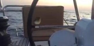 Passarinho x Piloto automático
