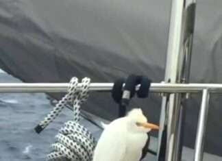 a Avoir le pied marin ? a Avoir le pied marin ?