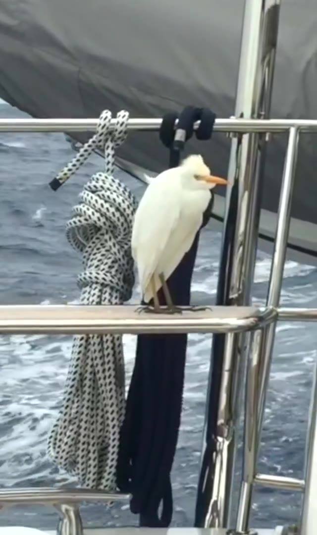 A Avoir Le Pied Marin ? A Avoir Le Pied Marin ? 1