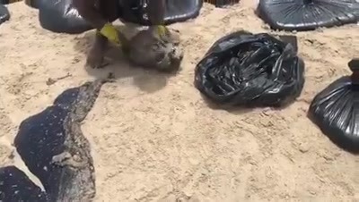 Mutirão Para Limpeza De Praia Nordestina Tomada Pelo Óleo 1