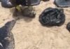 Mutirão para limpeza de praia nordestina tomada pelo óleo
