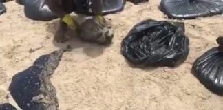 Mutirão para limpeza de praia nordestina tomada pelo óleo
