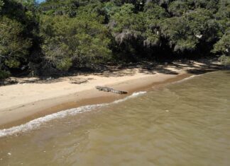 Praia do Sítio, no Rio Guaíba?
Antes de concluir que sim, observe a pinta de cé… Praia do Sítio, no Rio Guaíba?
Antes de concluir que sim, observe a pinta de cé...