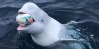  a Beluga playing rugby