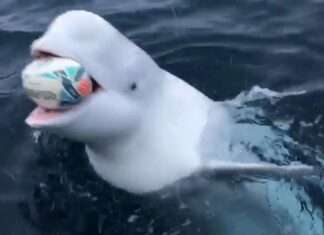 a Beluga playing rugby a Beluga playing rugby