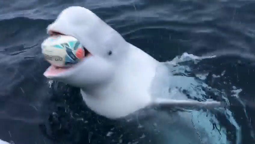 A Beluga Playing Rugby A Beluga Playing Rugby 1