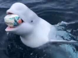  a Playing fetch with a Beluga Whale