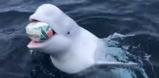  a Playing fetch with a Beluga Whale