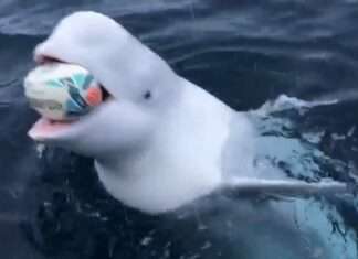 a Playing fetch with a Beluga Whale a Playing fetch with a Beluga Whale