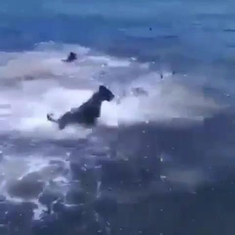 Cachorrada “Se Botando” Em Um Tubarão? É O Que Parece. 1 Cachorrada “Se Botando” Em Um Tubarão? É O Que Parece. 1