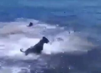 Cachorrada “se botando” em um tubarão?
É o que parece. Cachorrada “se botando” em um tubarão?
É o que parece.
