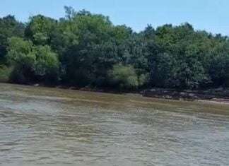 a Bugio cansado nadando no Rio Guaíba a Bugio cansado nadando no Rio Guaíba