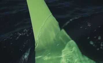 48 hours offshore with Fabrice Amedeo before the Vendée Globe