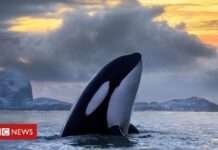 Os estranhos ataques de orcas contra barcos na costa de Portugal e da Espanha que intrigam cientistas - BBC News Brasil