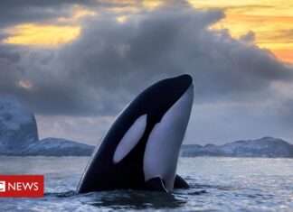 Os estranhos ataques de orcas contra barcos na costa de Portugal e da Espanha que intrigam cientistas – BBC News Brasil Os estranhos ataques de orcas contra barcos na costa de Portugal e da Espanha que intrigam cientistas - BBC News Brasil