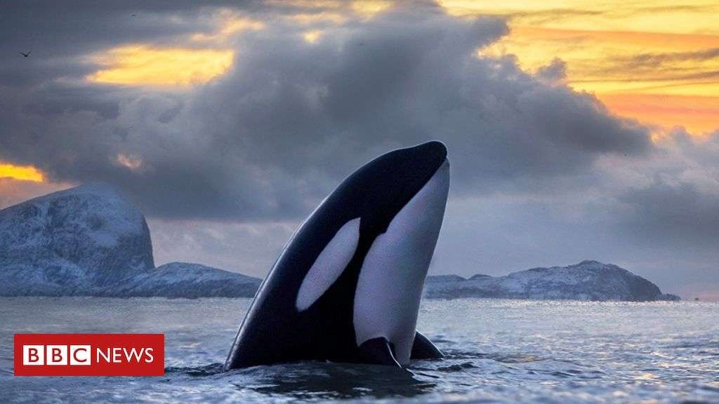 Os Estranhos Ataques De Orcas Contra Barcos Na Costa De Portugal E Da Espanha Que Intrigam Cientistas - Bbc News Brasil 1