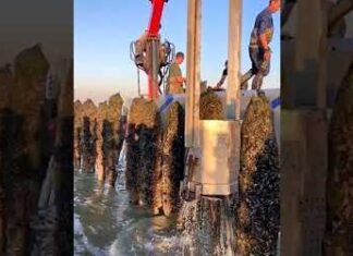 How it's made ✅ #shorts #sea #farm