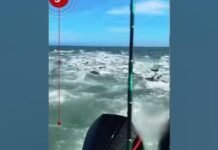 Pescador flagra dezenas de #tubarões atacando #cardume na costa dos #EUA #shorts