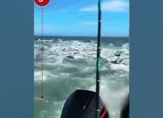 Pescador flagra dezenas de #tubarões atacando #cardume na costa dos #EUA #shorts Pescador flagra dezenas de #tubarões atacando #cardume na costa dos #EUA #shorts