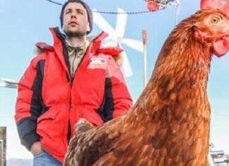 Histórias do Mar – Morreu Monique, a galinha velejadora que mais viajou pelo mundo Histórias do Mar - Morreu Monique, a galinha velejadora que mais viajou pelo mundo