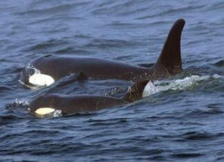 Orcas afundam barcos na Europa e podem estar ensinando outras a fazer o mesmo, diz site Orcas afundam barcos na Europa e podem estar ensinando outras a fazer o mesmo, diz site