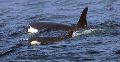 Orcas Afundam Barcos Na Europa E Podem Estar Ensinando Outras A Fazer O Mesmo, Diz Site 1