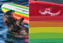 Warning issued after sea otter seen going after Santa Cruz surfers