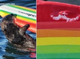 Warning issued after sea otter seen going after Santa Cruz surfers