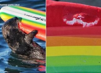Warning issued after sea otter seen going after Santa Cruz surfers