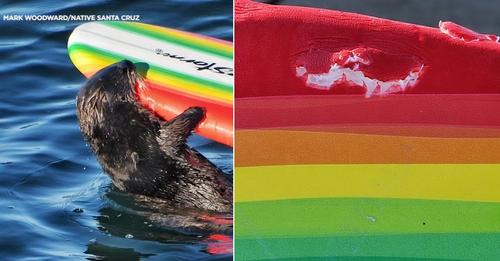 Warning issued after sea otter seen going after Santa Cruz surfers Warning issued after sea otter seen going after Santa Cruz surfers