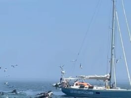 Close Encounter with Whales one mile east of Chatham  8/2/24  11am  Cape Cod, Massachusetts