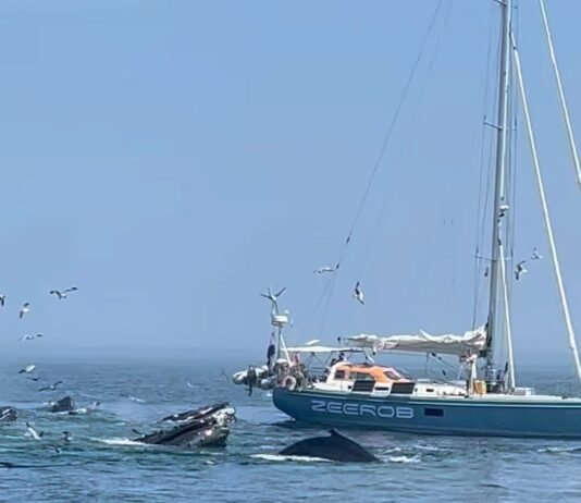 Close Encounter With Whales One Mile East Of Chatham  8/2/24  11Am  Cape Cod, Massachusetts