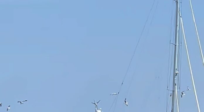 Close Encounter with Whales one mile east of Chatham  8/2/24  11am  Cape Cod, Massachusetts