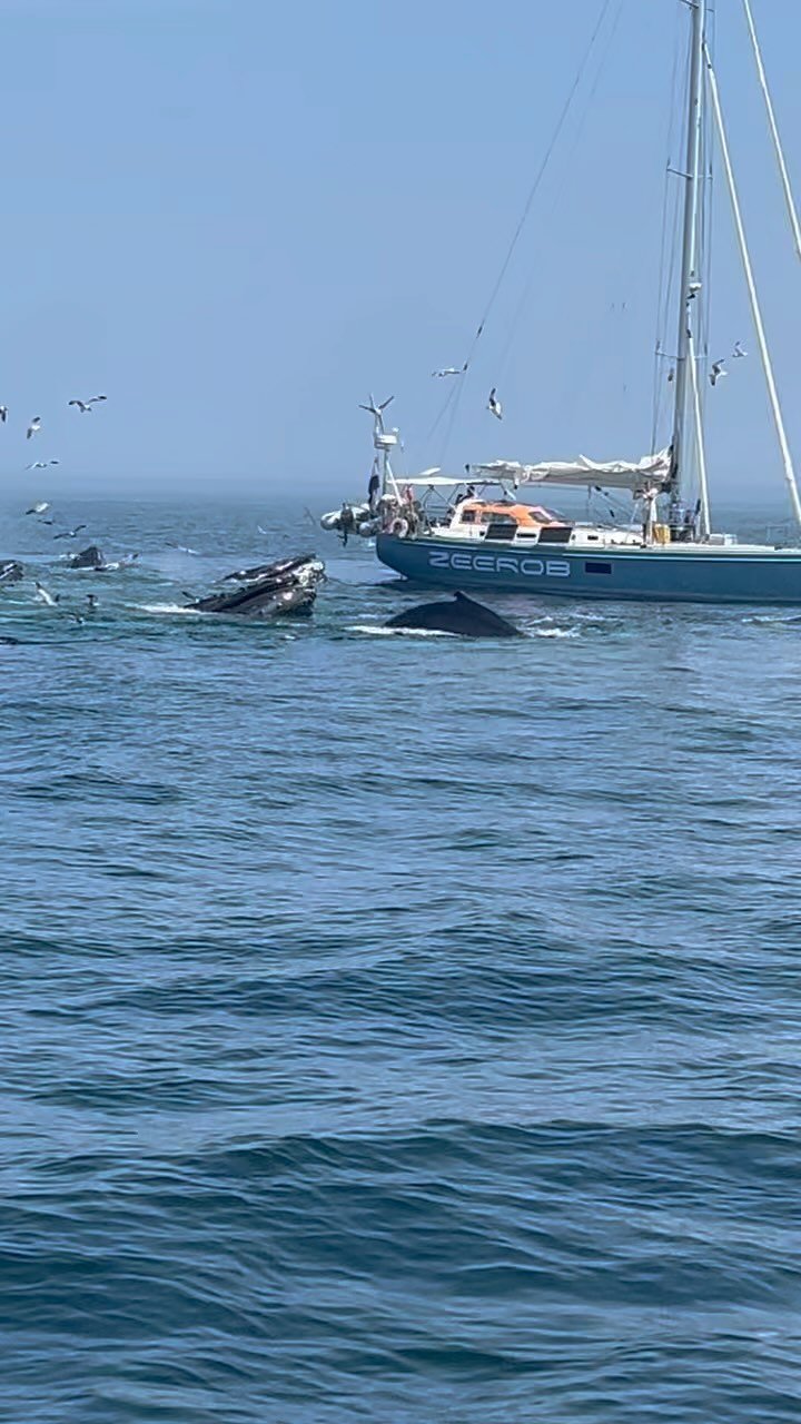 Close Encounter With Whales One Mile East Of Chatham 8/2/24 11Am Cape Cod, Massachusetts 1