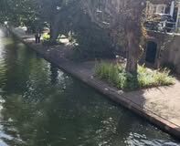 Timoneando um realejo
Sensacional!


